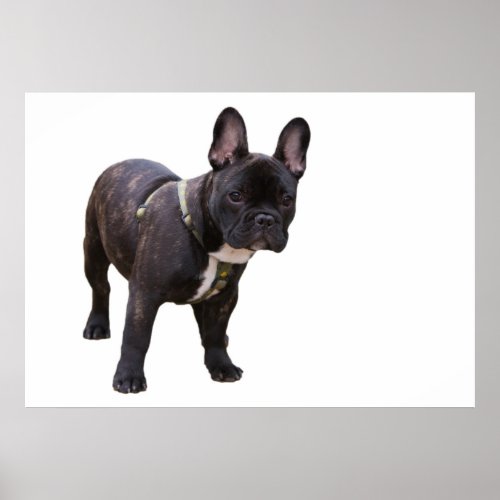 French Bulldog poster print gift idea Poster