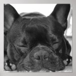 French Bulldog Print