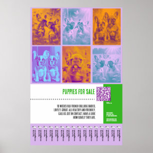 French Bulldog Puppies for Sale huge poster