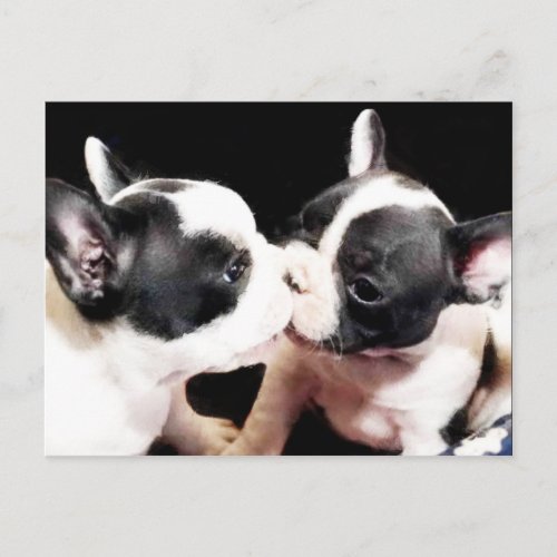 French bulldog puppies postcard