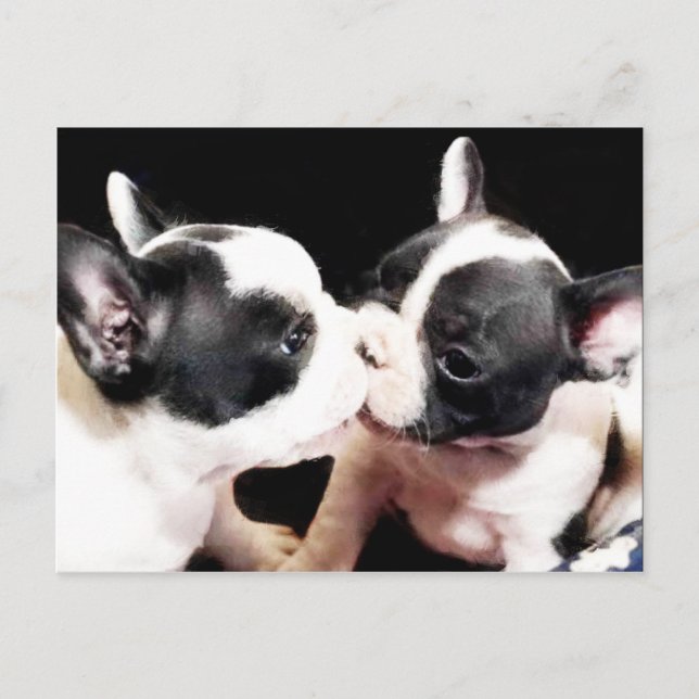 French bulldog puppies postcard (Front)
