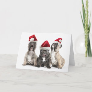 French bulldog puppies sing wearing Santa hats Holiday Card