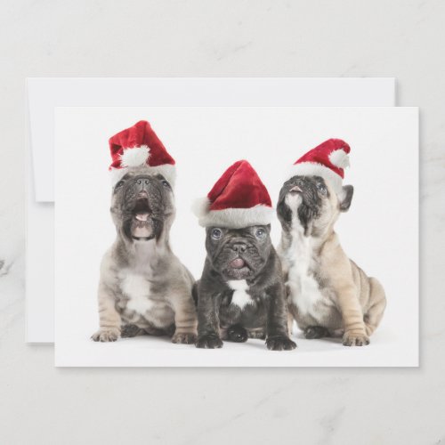 French bulldog puppies sing wearing Santa hats Holiday Card