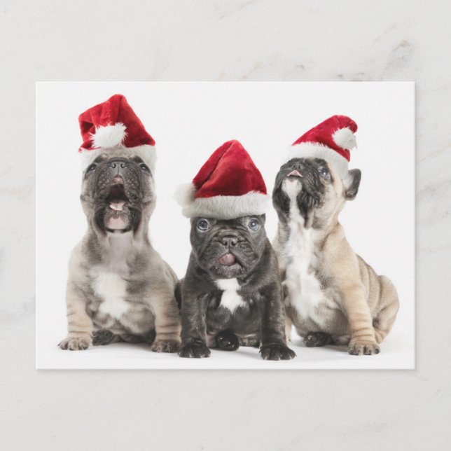 French bulldog puppies sing wearing Santa hats Holiday Postcard (Front)