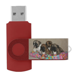 French Bulldog Puppies USB Drive