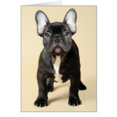 French Bulldog Puppy (Front)