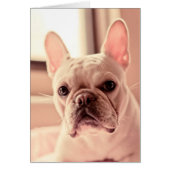 French Bulldog Puppy (Front)