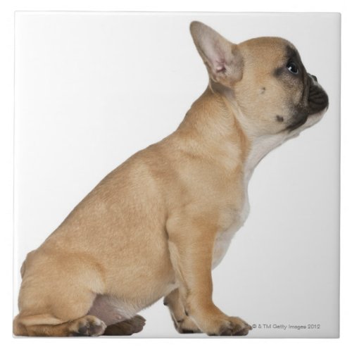 French Bulldog puppy 35 months old Ceramic Tile