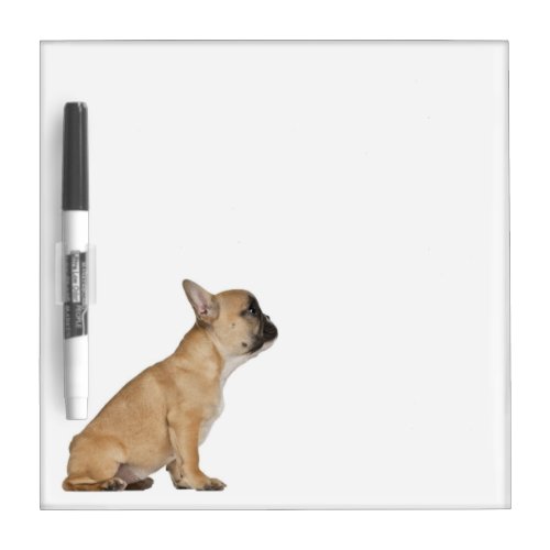 French Bulldog puppy 35 months old Dry Erase Board