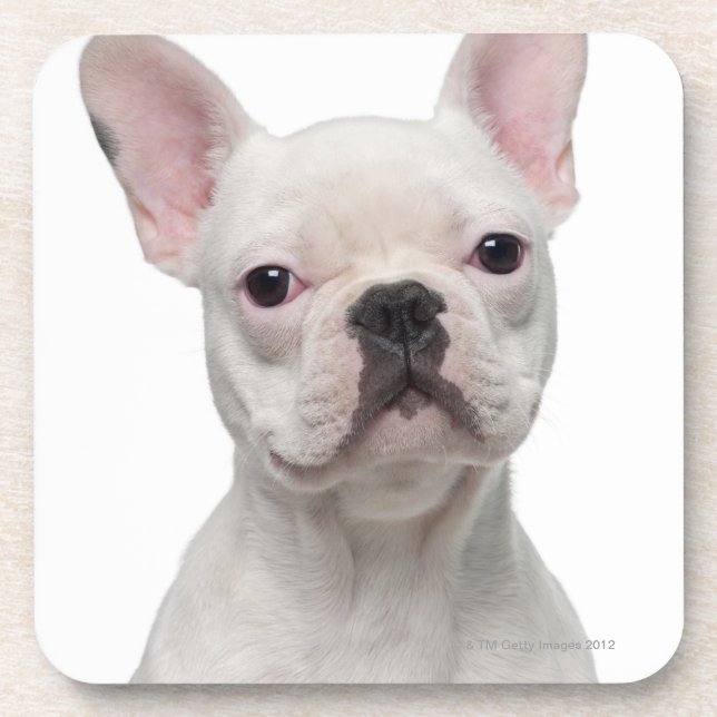 French Bulldog Puppy (5 months old) Coaster (Front)