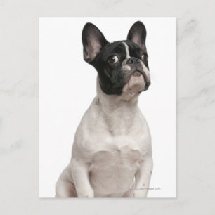French Bulldog puppy (5 months old) Postcard