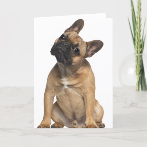 French Bulldog puppy 7 months old Card