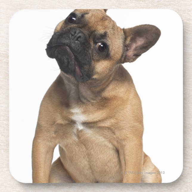 French Bulldog puppy (7 months old) Coaster (Front)