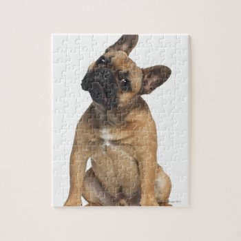 French Bulldog Puppy (7 Months Old) Jigsaw Puzzle by prophoto at Zazzle