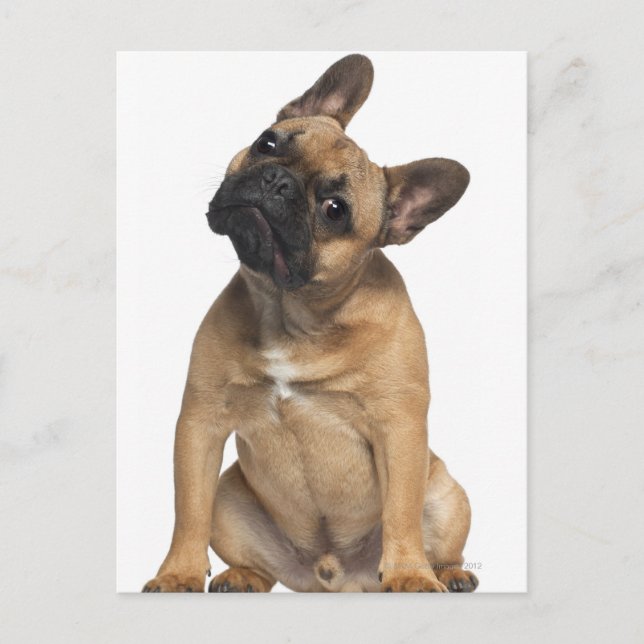 French Bulldog puppy (7 months old) Postcard (Front)