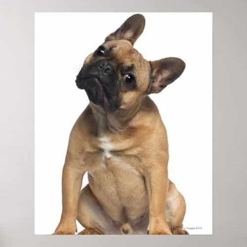 French Bulldog puppy 7 months old Poster