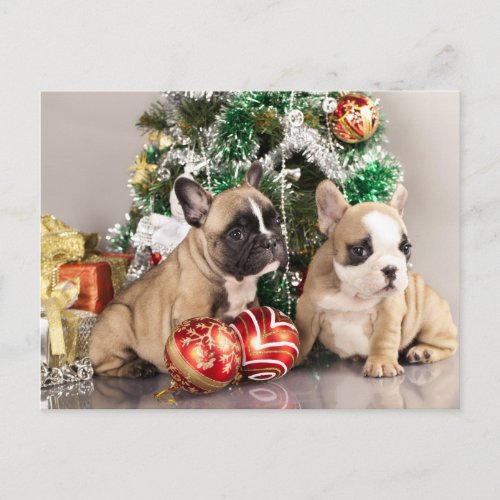 French bulldog puppy and Christmas gifts Holiday Postcard