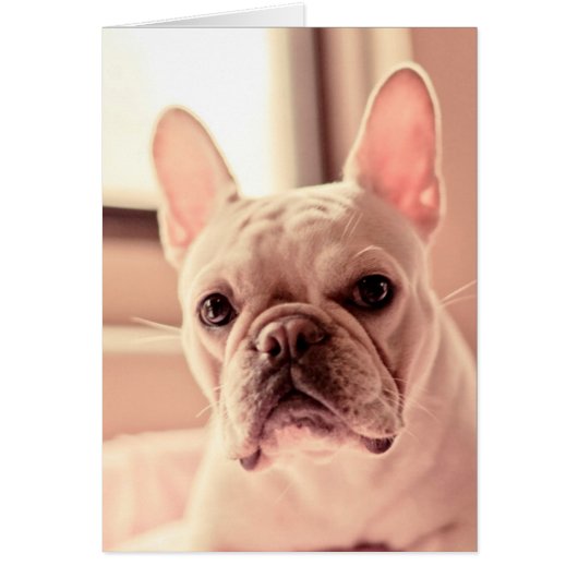 French Bulldog Puppy Cards (Front)