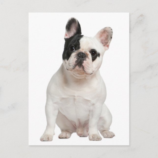 French Bulldog Puppy Dog Post Card (Front)