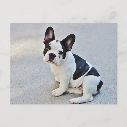 French Bulldog Puppy Dog Post Card