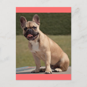 French Bulldog Puppy Dog Post Card