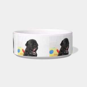French Bulldog Puppy French Bulldog Bowl