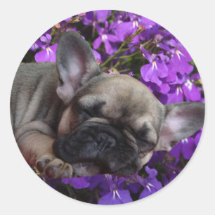 French Bulldog Puppy French Bulldog Classic Round Sticker