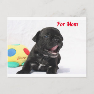 French Bulldog Puppy French Bulldog Postcard