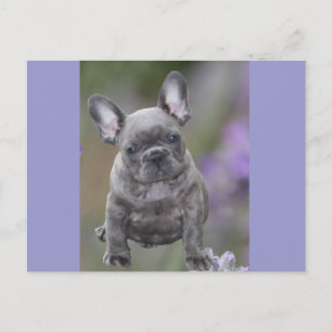 French Bulldog Puppy French Bulldog Postcard