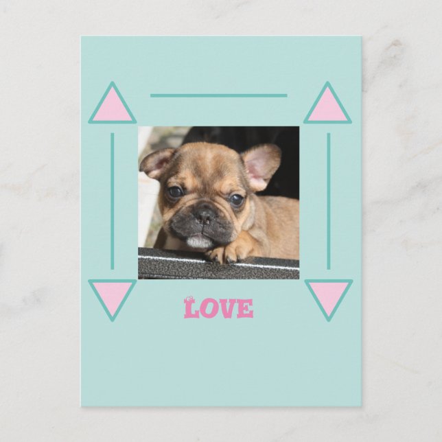 French Bulldog Puppy French Bulldog Postcard (Front)