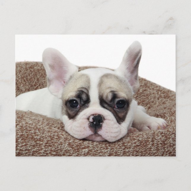French Bulldog Puppy Lying In A Dog Bed Postcard (Front)