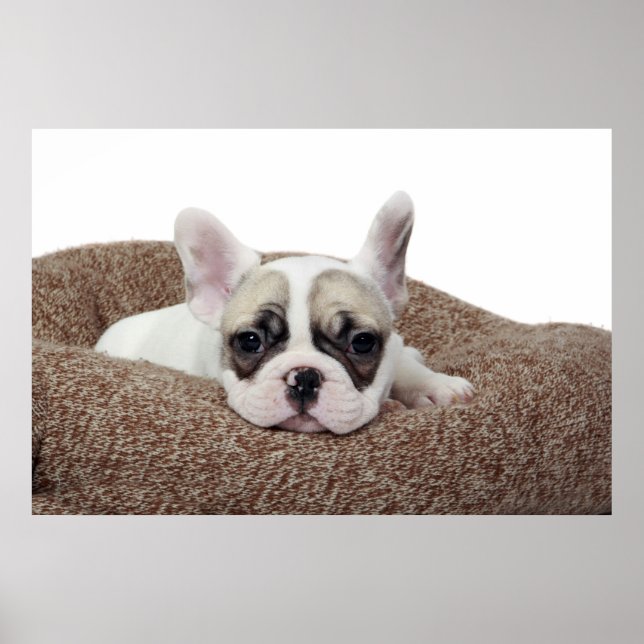French Bulldog Puppy Lying In A Dog Bed Poster (Front)