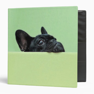 French Bulldog Puppy Peering Over Wall 3 Ring Binder