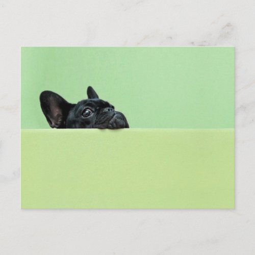 French Bulldog Puppy Peering Over Wall Postcard