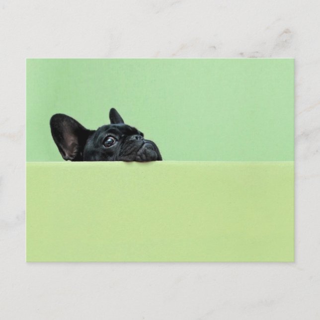 French Bulldog Puppy Peering Over Wall Postcard (Front)