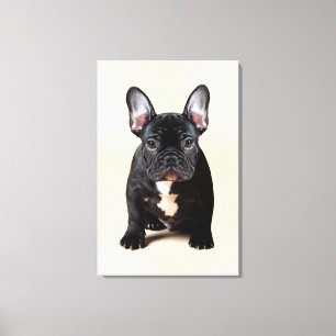 French Bulldog Puppy Sitting Canvas Print