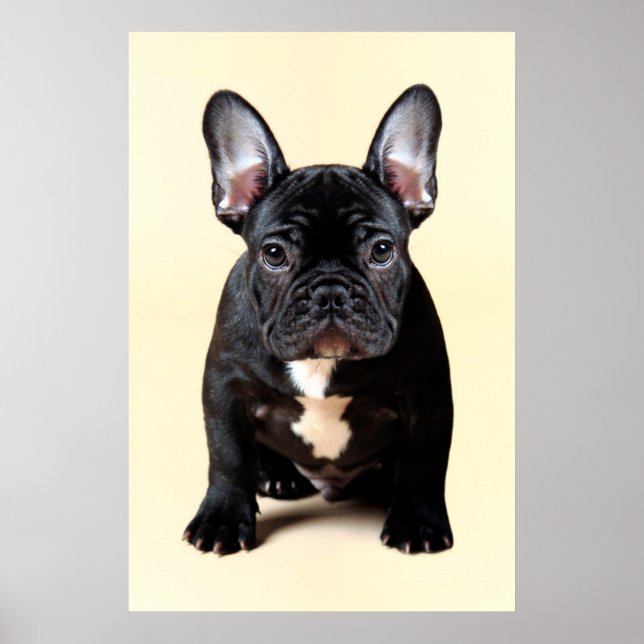 French Bulldog Puppy Sitting Poster (Front)