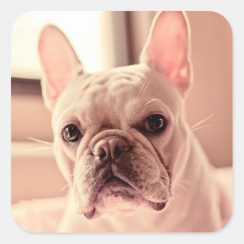 French Bulldog Puppy Square Sticker