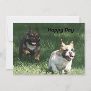 French Bulldog Racing French Bulldog