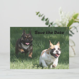 French Bulldog Racing French Bulldog Save The Date