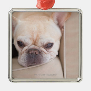 French bulldog resting on sofa metal ornament