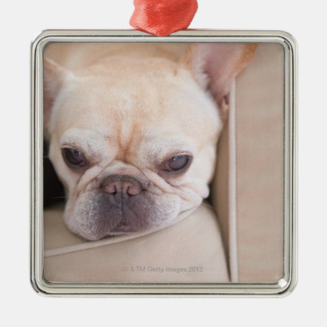 French bulldog resting on sofa metal ornament (Front)