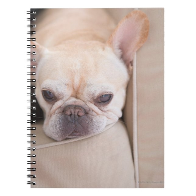 French bulldog resting on sofa notebook (Front)