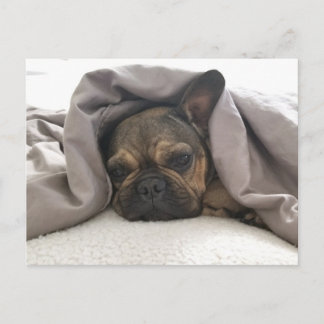 FRENCH BULLDOG RESTING RELAXING POSTCROSSING POSTCARD