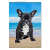French Bulldog Sitting On Beach (Front)