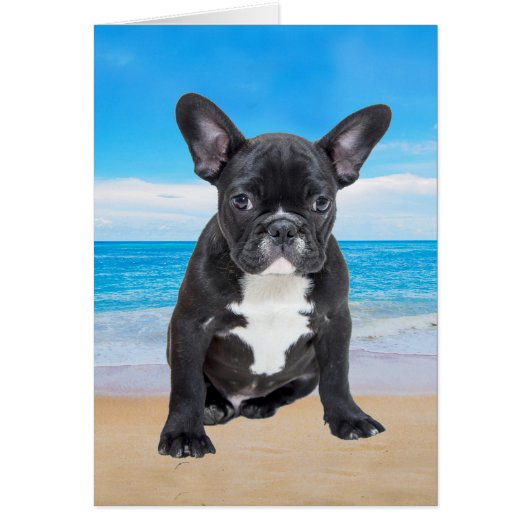 French Bulldog Sitting On Beach (Front)