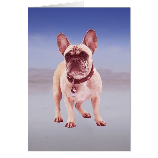 French Bulldog Sitting On beach (Front)