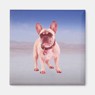 French Bulldog Sitting On beach Magnet