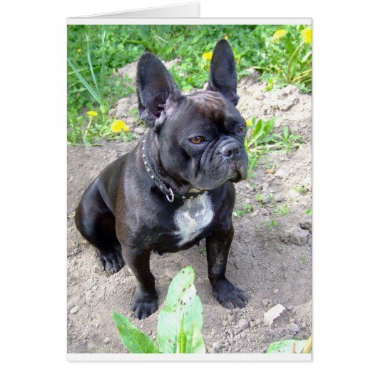 french-bulldog-sitting.png (Front)