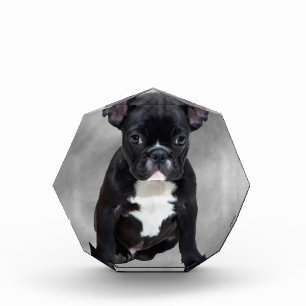 French Bulldog Sitting Watercolor Oil Painting Award